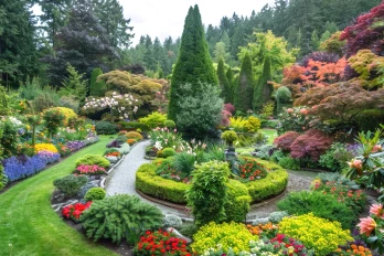 Decorative plants