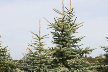 Cedar