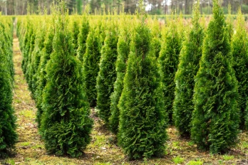 Cypress