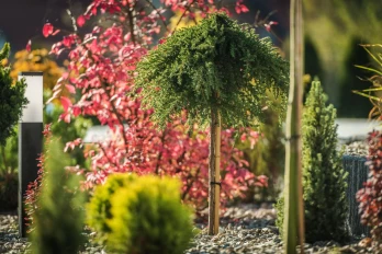 Green maple