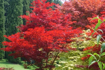 Maple