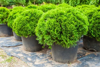 Thuja