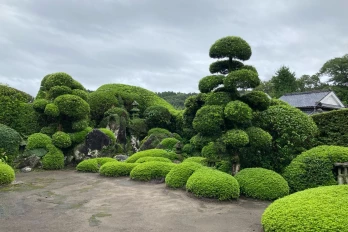 Chinese juniper